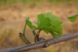 Chevreuil et viticulture ou la définition de l’impuissance